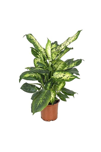 gardenkoala Dieffenbachia ‘Compacta' – Alacalı Difenbahya – 12 cm Saksı