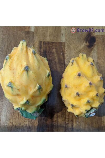 TABER Palora Ecuador Yellow (Çok Nadir Tür) Pitaya Ejder Meyvesi Fidanı