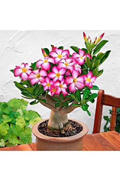 TABER 5.5 luk Saksıda Arabic Adenium Çöl Gülü Çiçeği Fidanı