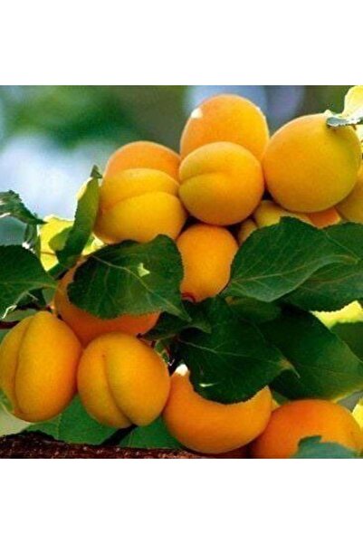TABER 4 Yaş Aşılı Malatya Kayısı Fidanı, Saksıda
