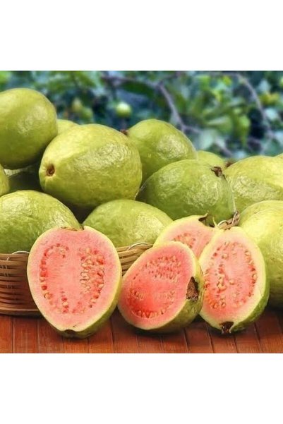 TABER Bodur Pembe Guava Fidanı, Torbada