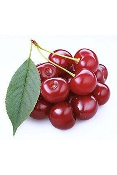 TABER 3 Yaş Aşılı Vişne Fidanı KÜTAHYA, Torbada