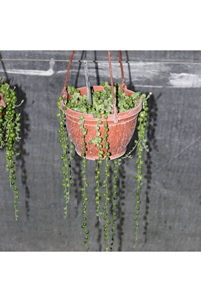 TABER Boncuk Sukulent, SNKİOROWLEYANUS, Tespih Çiçeği, Sarkaç Saksıda