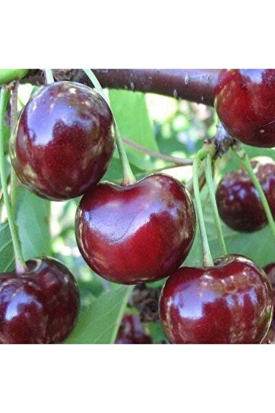 TABER 3 Yaş Aşılı Kiraz Fidanı SWEETHEART, Torbada