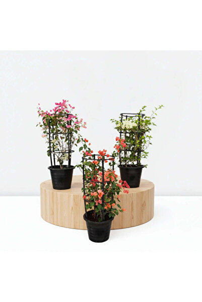 Outdoor Plant Bougainvillea Plants Bundle - White, Pink, Orange (30-40 cm) in Pot