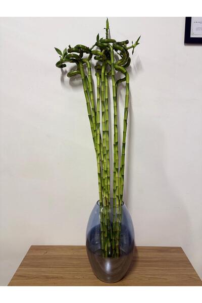 Şans Bambusu(100 cm)