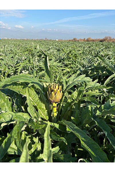 KÖKTEN PREMİUM 15 li Taze soyulmamış dolmalık enginar