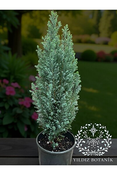 YILDIZ BOTANİK Mavi Elvudi Çam Ağacı Fidanı Elwoodi Süs Bitkisi 35-40 CM