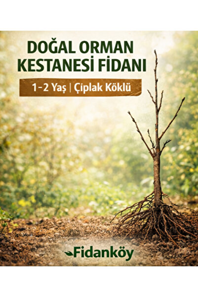 Fidan Köy Kestane çıplak köklü 1/2 yaş aşısız orman kestanesi