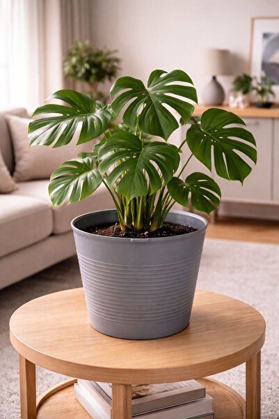 Plant Home Power Mix Büyük Boy 9.8 Litre Frost Grey Saksı – İç ve Dış Mekan U...