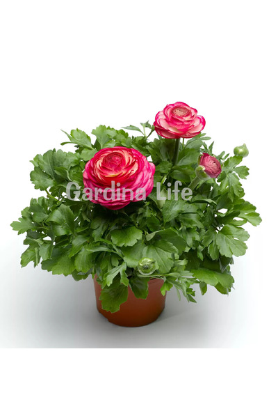 Gardina Şakayık Çiçeği Fidesi Rose Delight ( Ranunculus ) 10 Adet