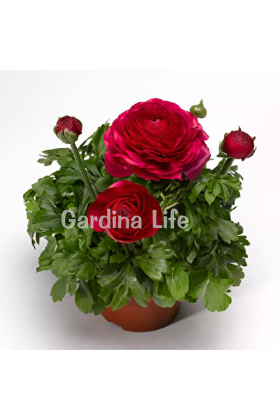 Gardina Şakayık Çiçeği Fidesi Rose ( Ranunculus ) 10 Adet