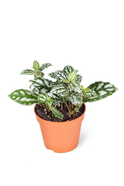 Mimoza Gümüs Karyağdı Begonya Alüminyum Çiçeği 10-20 cm