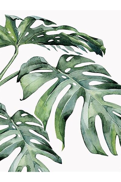 wombhobby Monstera Sayılarla Boyama Seti 40x50 Cm (TUVALE GERİLİ)