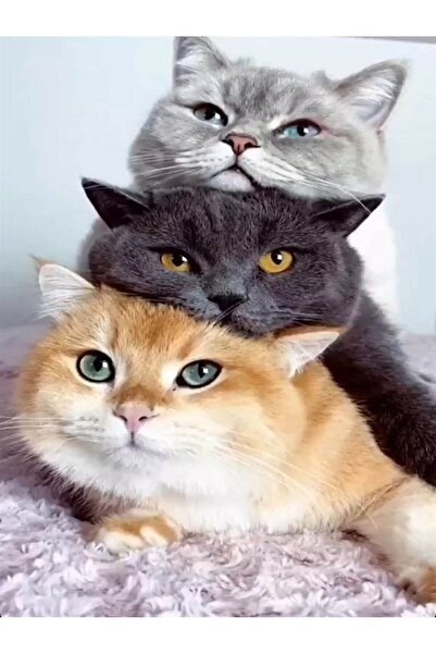 wombhobby Kedi Tayfası Sayılarla Boyama Seti 40x50 Çerçeveli (Kasnağa ) Gerili