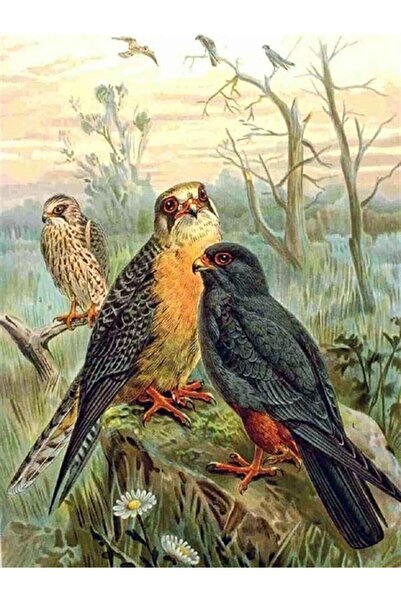 wombhobby Yaban Kuşlar Sayılarla Boyama Seti 40x50 Cm Çerçeveli (Kasnağa ) Ge...