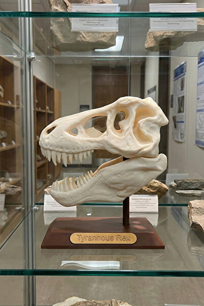 Shapy T-Rex Kafatası Biblosu - Dinozor Biblosu - Dinozor Figürü
