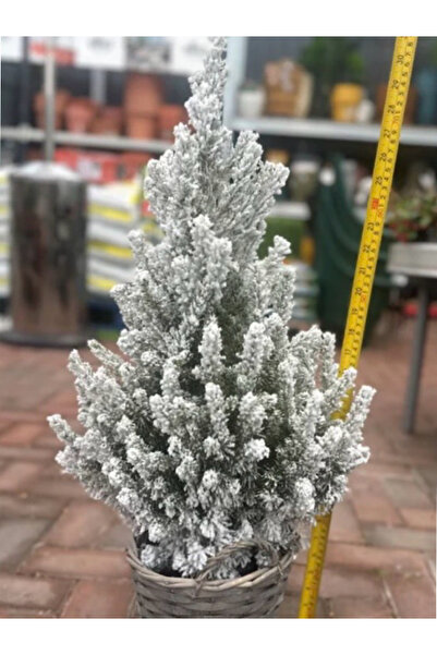 Arslanfidan Yılbaşı Çamı - Canlı Yeniyıl Ağacı / 30-40 cm