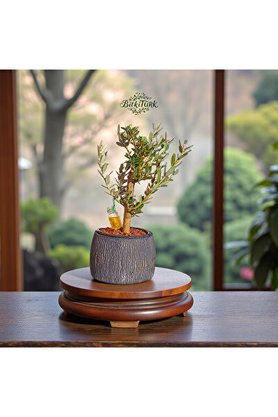 BitkiTÜRK Dokulu Beton Saksıda İthal Zeytin Ağacı Bonsai Adayı| Zeytinyağı Tü...