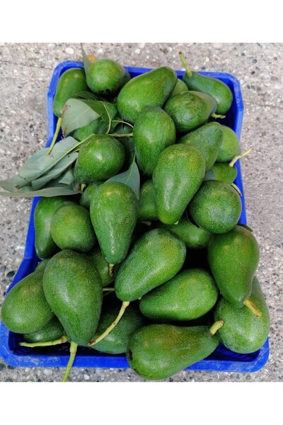 ECOLIFE TROPICAL 1 kg Çağla (Badem)