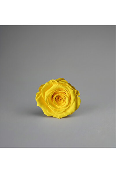 ABROZ HOME DESIGN وردة صادمة غير باهتة / صفراء