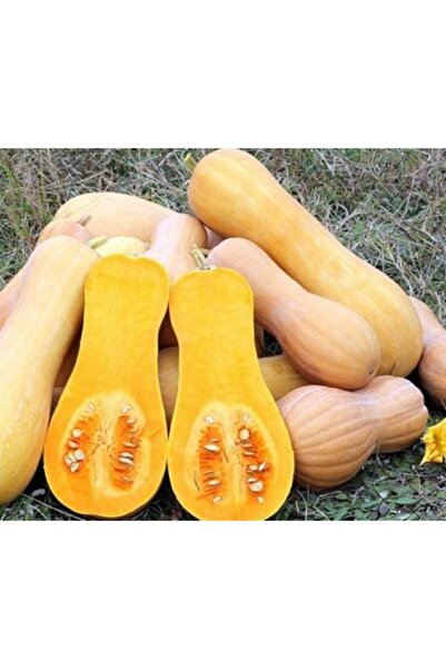 prestijiseed 10 Adet Armut Kabak Tohumu Rodos Kabağı Tohumu