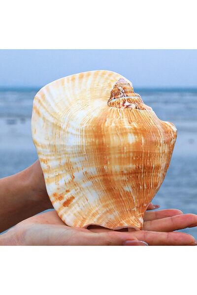 YINZUO مجموعة أصداف بحرية طبيعية – أصداف بحرية كبيرة للزينة المنزلية، ديكورات...