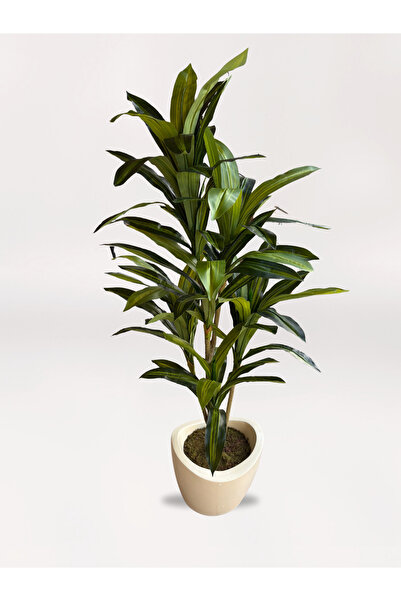 Acarya Design Fiber Saksıda Dracaena Fragrans Ağacı