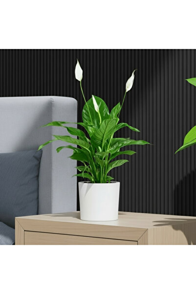 Indoor Plant زنبق السلام أو سباثيفيلوم، 30-40 سم في وعاء بلاستيكي