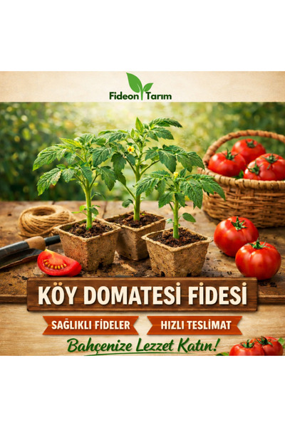 Fideon Doğal Köy Domatesi Fidesi | Bahçe ve Saksıya Uygun - 5 Adet