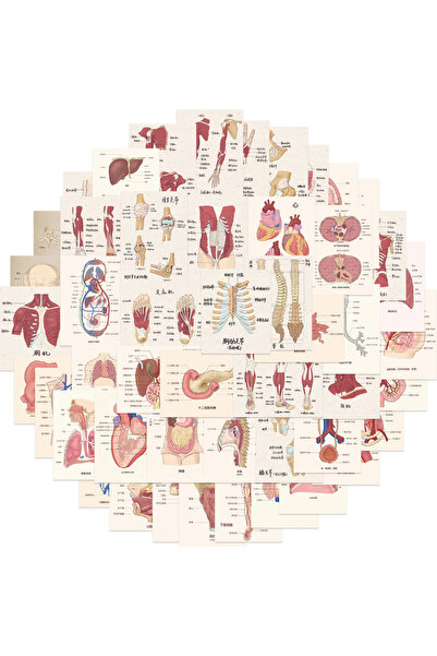 Choice Human 50pcs Human Body Organ Stickers |50Pcs Human Anatomy Waterproof Vinyl Decals for Water Bottles