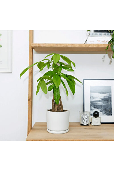 Indoor Plant باتشيرا أكواتيكا الملتوية (شجرة المال) - 30 سم في وعاء بلاستيكي عادي