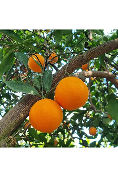 Labari 4 Kg Portakal Anamur Portakalı Akdeniz Portakalı