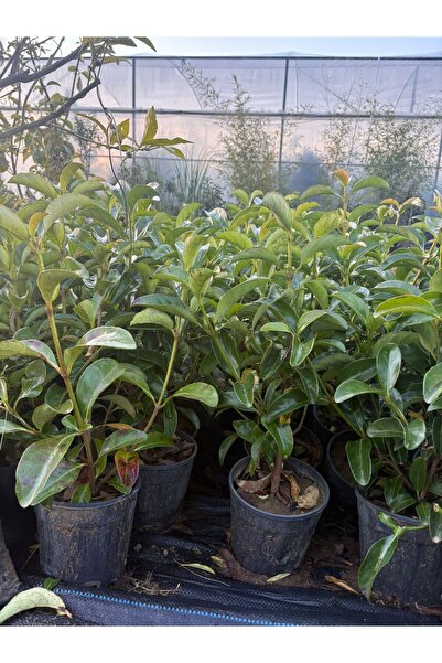 bahar botanik Kartopu bitkisi (viburnum lucidum) (30,50)cm
