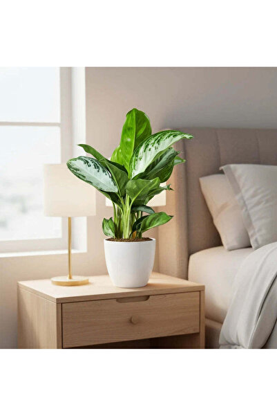 Indoor Plant Aglaonema Pattaya Beauty 30-40cm Default Plastic Pot