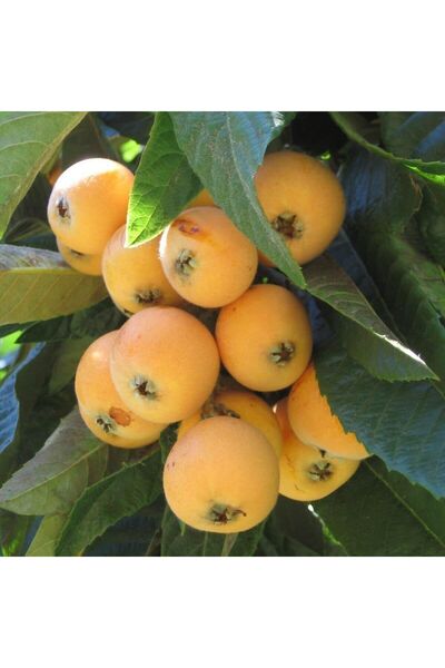 TABER ÇUKURGÖBEK Yenidünya Malta Eriği Fidanı, Torbada