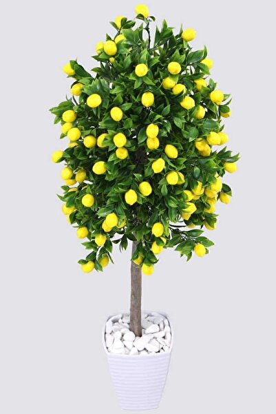 TABER Tüplü Yediveren Limon Ağacı Fidanı