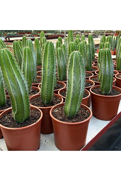 TABER Büyük Boy Koleksiyonluk Ürün San Pedro Kaktüsü