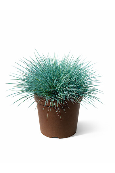 Arslanfidan Mavi Çim - Mavi Yumak Otu ( Festuca Glauca )