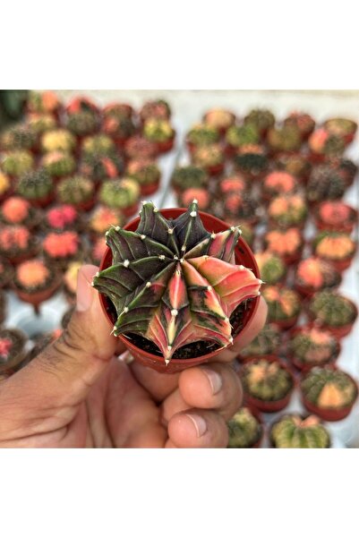 TABER 5.5 lik Saksıda Gymno Gymnocalycium M.variegata Kaktüsü (Black Pearl)