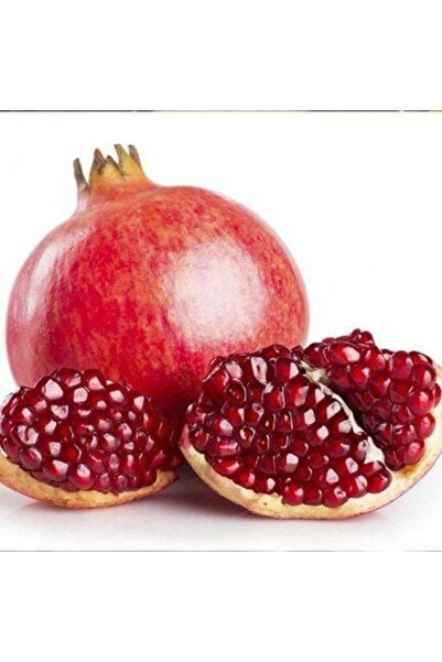 TABER 3 Yaş Aşılı Deve Dişi Nar Fidanı, Torbada