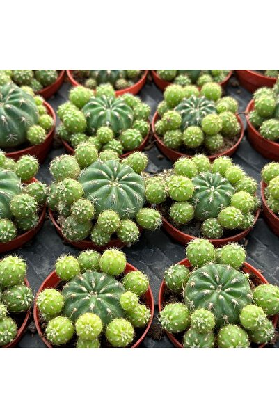 TABER Çiçek Açan Tür, Bol Yavrulu Matucana Polzii Kaktüsü (5.5cm Saksıda Gönd...