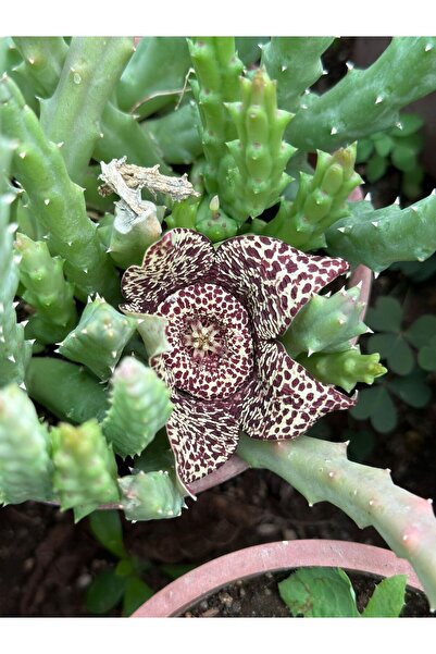 TABER Büyük Boy Leş Kaktüs (Saksısa ve Çiçek Açar Durumda)