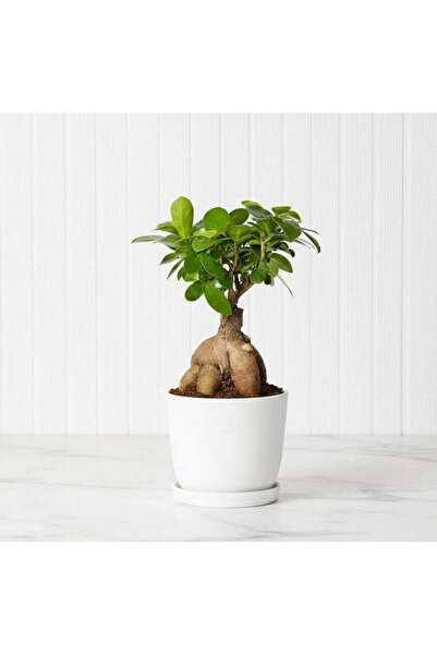 Indoor Plant Ficus Ginseng Bonsai 25 – 30 cm Default Plastic Pot
