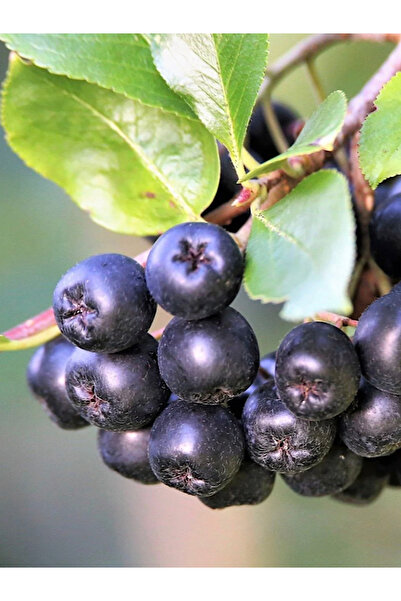 Arslanfidan Aronya Fidan ( Aronia Berry ) 2 Yaş