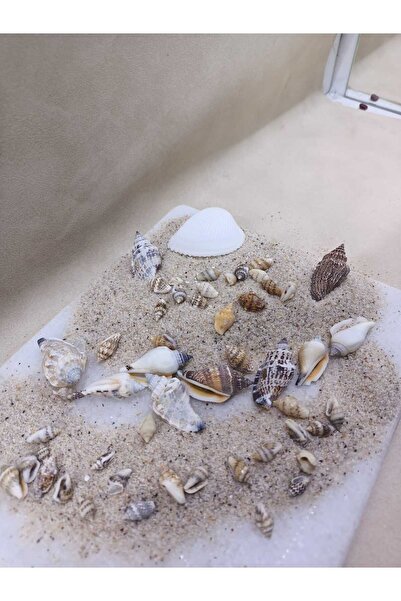 Royall Craft Kum+Nasa shel + Clam rose+ +Deniz Kabuklu Set - Dekor, Hobi, Ter...