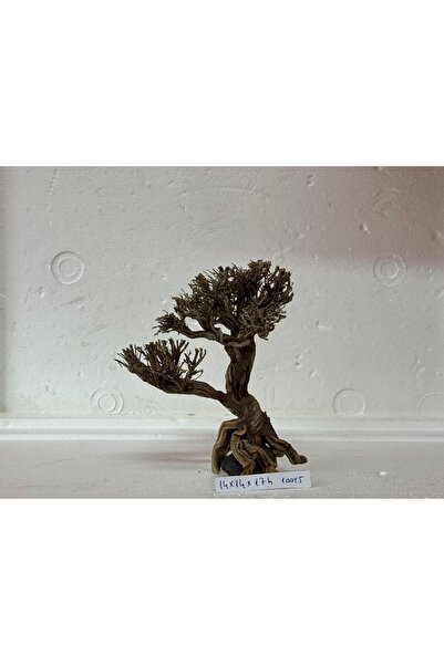 Meç Moss Ağaç Figürü Kök (No:10015) [14x14x17h]