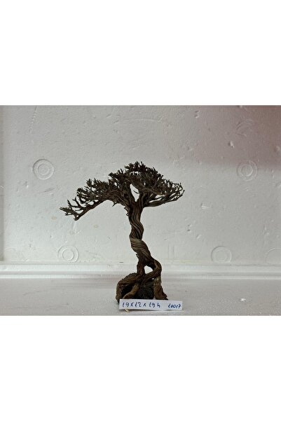 Meç Moss Ağaç Figürü Kök (No:10017) [19x12x19h]