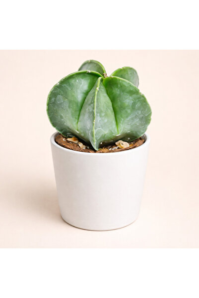 Tomurcuk Trend Astrophytum Kaktüs – Yıldız Formlu Koleksiyon Bitkisi