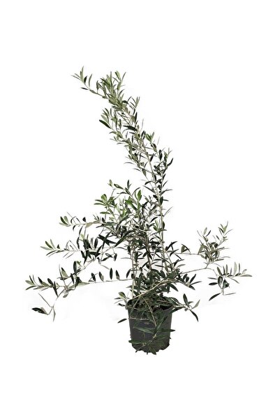 gardenkoala Arbequina Zeytin Fidanı – Olea europaea ‘Arbequina' – 17 cm Saksı
